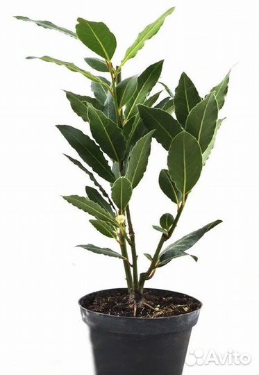 Семена и рассады