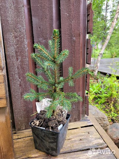 Ель голубая