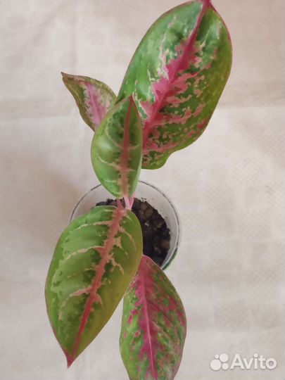 Аглонемы детки