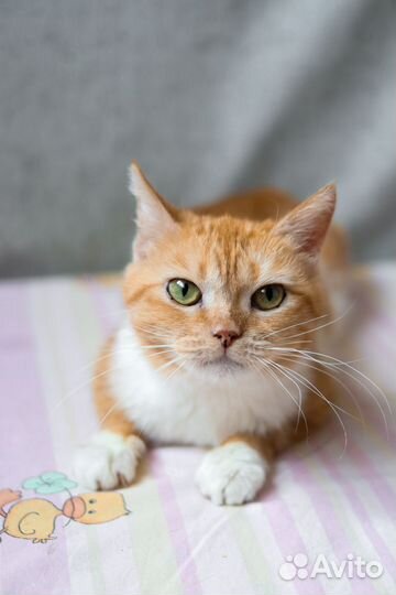 Девочка в добрые руки