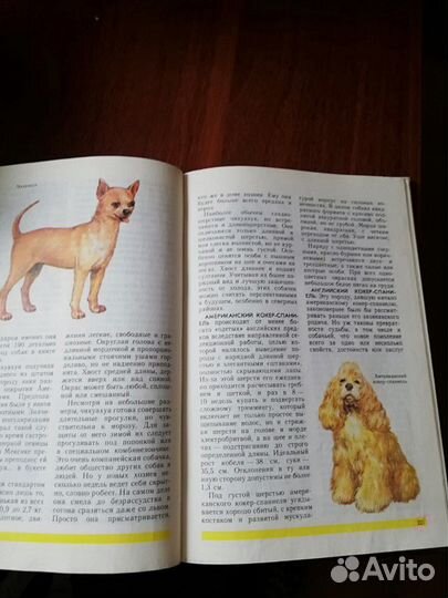 Книга о домашних животных