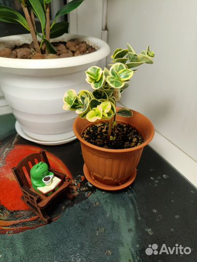 Карисса вариегатная