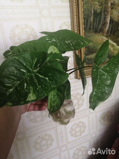 Сингониумы сортовые