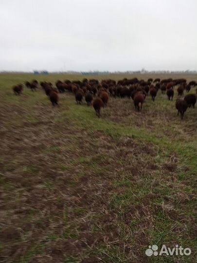 Ягнята 24 года 7- 8 месяц