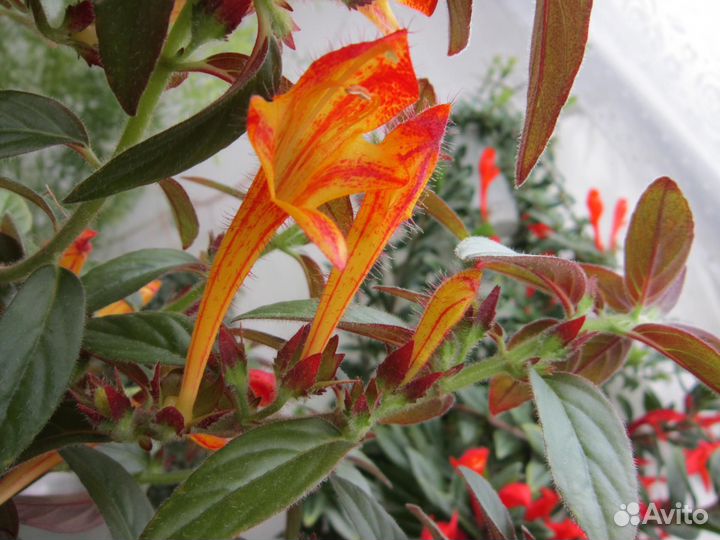 Колумнея Мэри Джейн Эванс