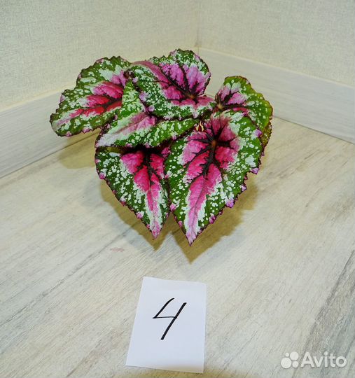 Бегонии Rex декоративнолиственные