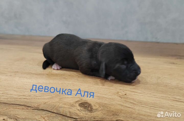 Щенки джек Рассел терьер гладкошерстный