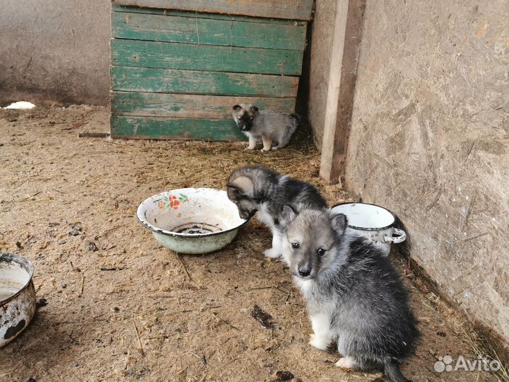 Щенки западно сибирской лайки