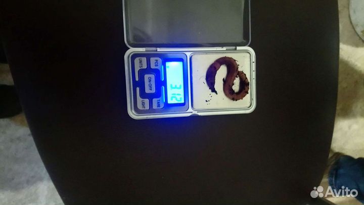 Червь дендробена