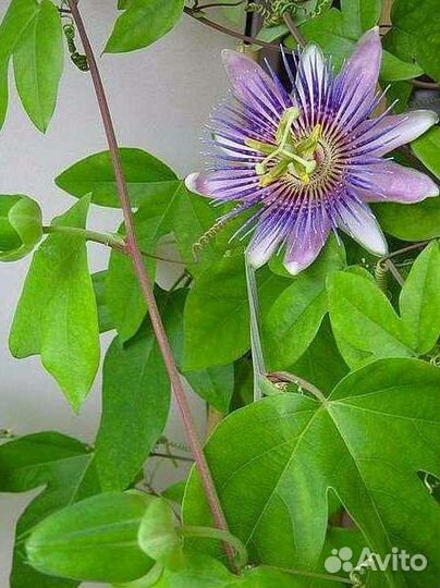 Пассифлора