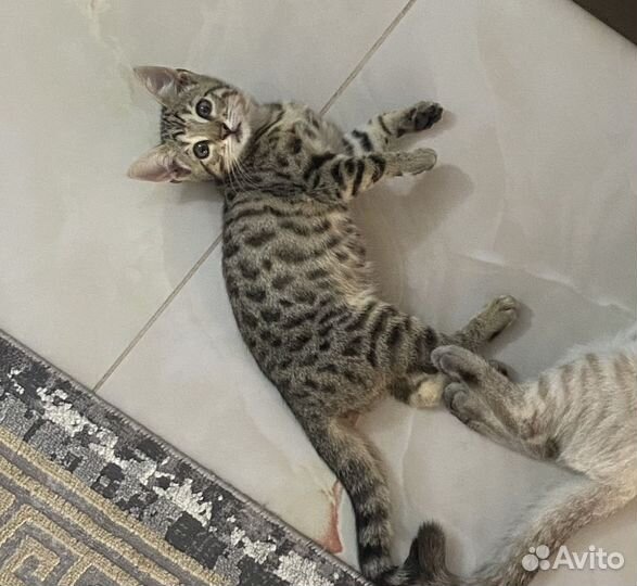 Бенгальский котенок