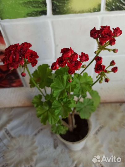 Пеларгония розебудная