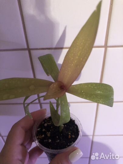 Традесканции