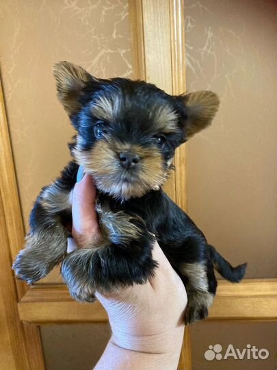 Йоркширский терьер