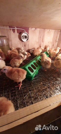 Цыплята, Утята, Индюшата