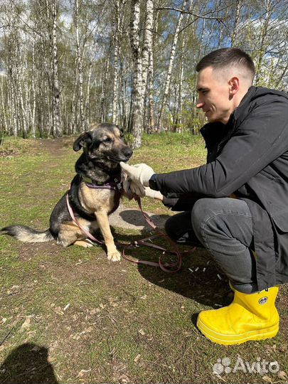 Ласковый здоровяк Паштет