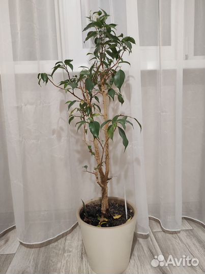 Фикус бенджамина большой