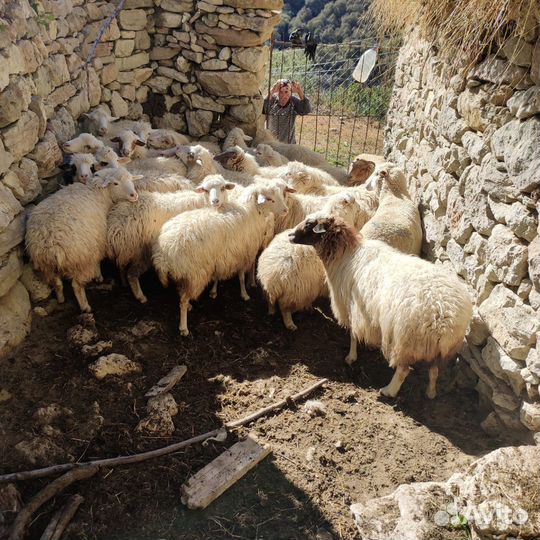 Овцы и ягнята