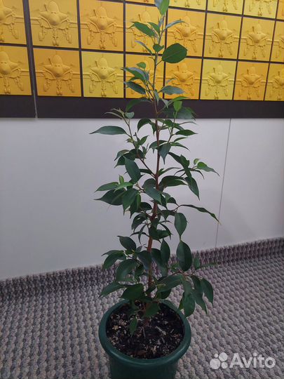 Фикус бенджамина