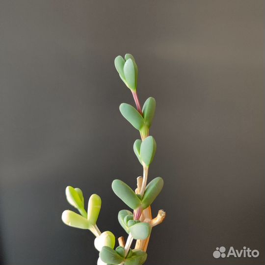 Корпускулярия Лемана. Черенок