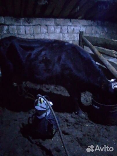 Коровы быки телки