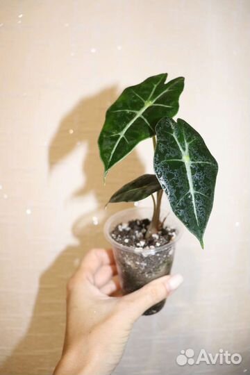 Алоказия Полли