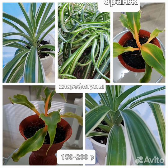 Хлорофитумы хохлатый, оранж, бонни