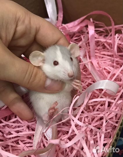 Крысята голубые и сиамские дамбо Rat Tail