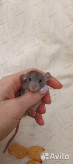 Декоративная крыса