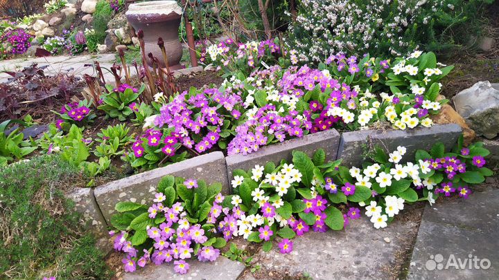 Примула первоцвет