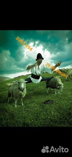 Стрижка овец баранов