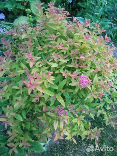 Саженцы пузыреплодника,спиреи,бересклет,жимолость