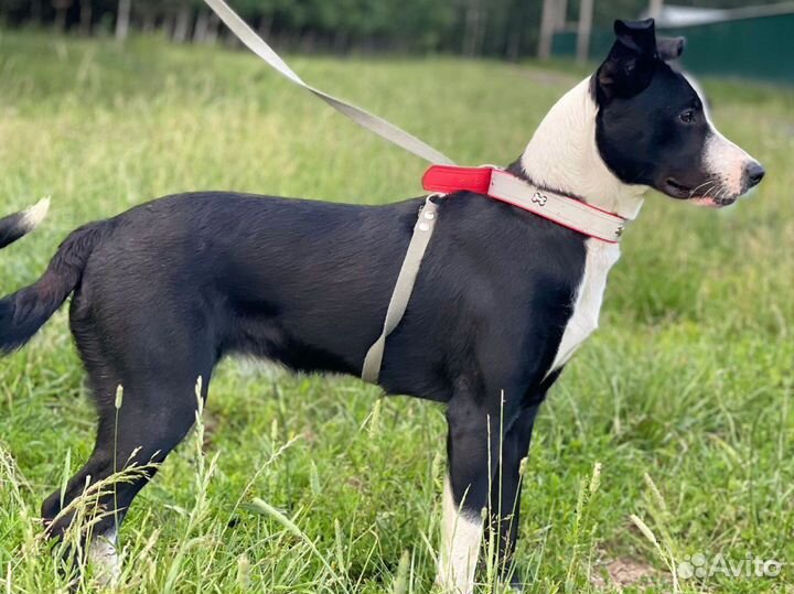 Собака в дар