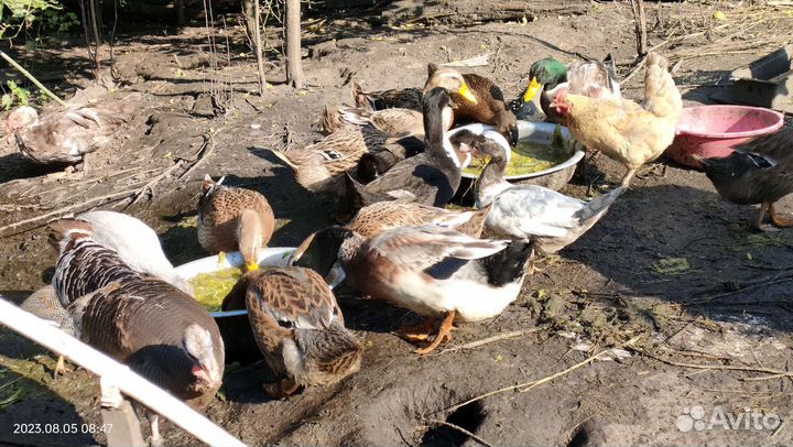 Утки башкирские