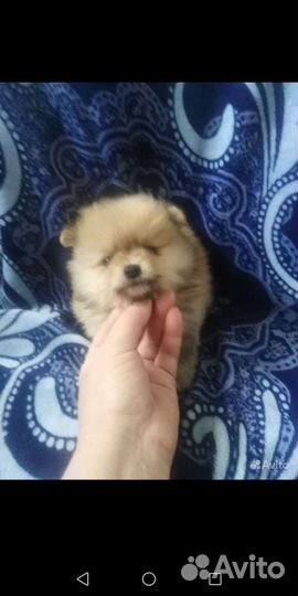 Шпицы разные. Доставка из Челябинска