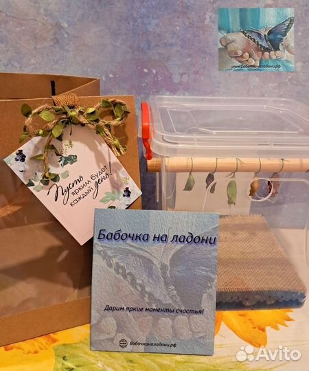 Куколки бабочек для выращивания дома