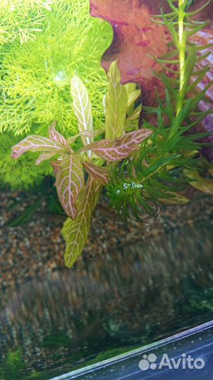 Аквариумные растения