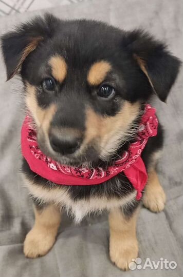 Щеночек-колобочек в добрые руки