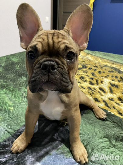 Французский бульдог вязка