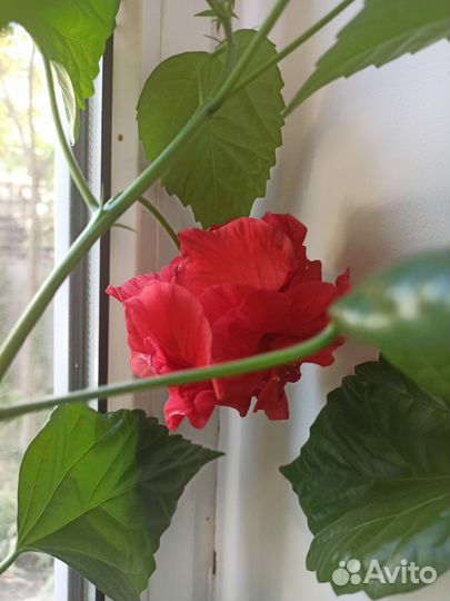 Гибискус китайская роза