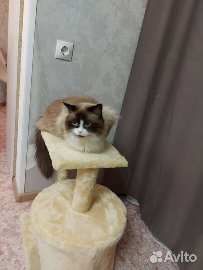 Отдам кошечку