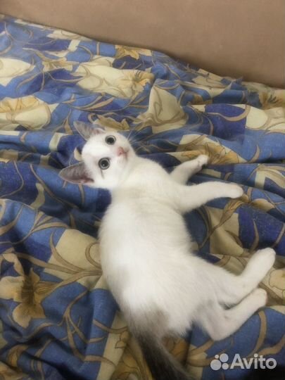 Котенок мальчик ищет семью