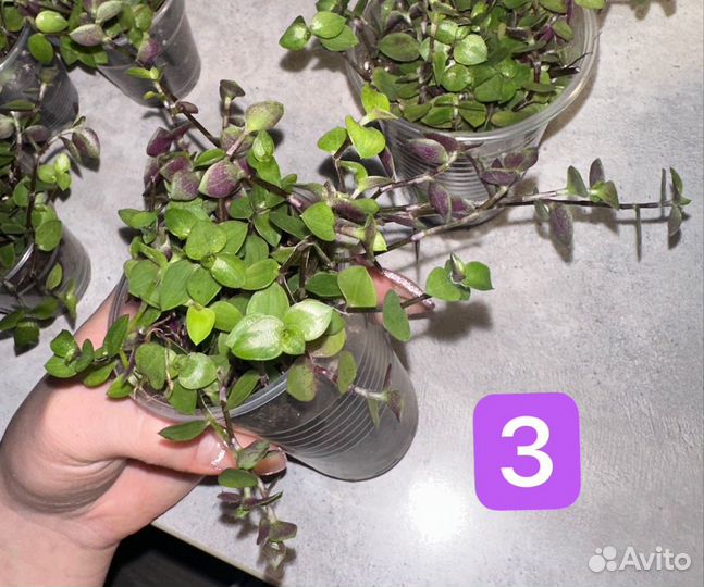 Каллизия