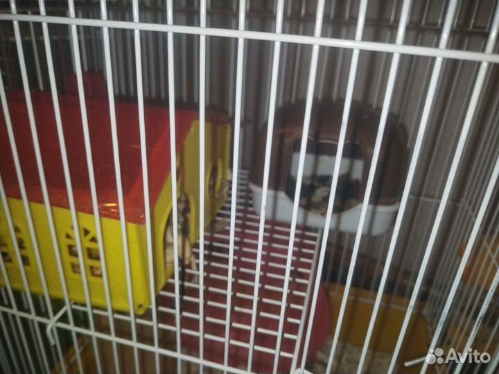 Хомяк с клеткой