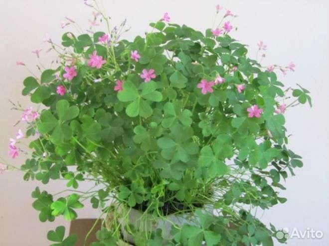 Кислица оксалис