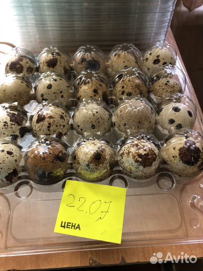Инкубационные яйца перепелов