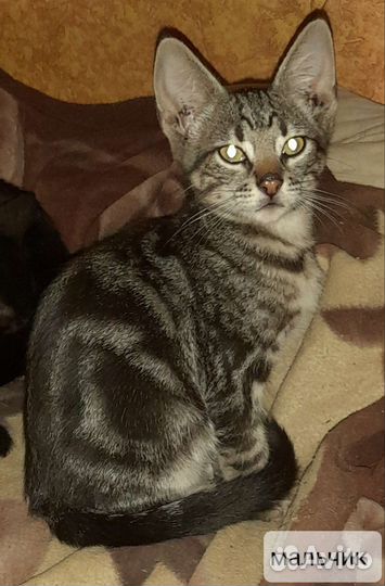 Котята