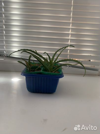 Молочай трехгранный, Эуфорбия, Аллоэ