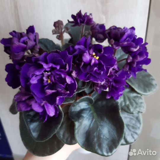 Детки сортовых фиалок