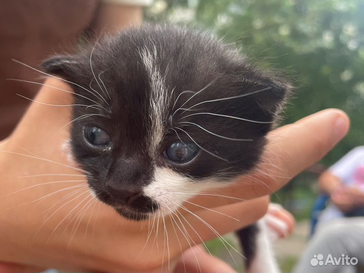 Котята в добрые руки девочки